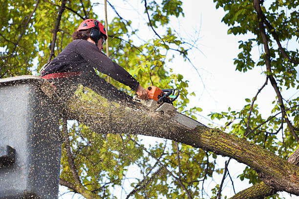 How Our Tree Care Process Works  in  Colfax, WI