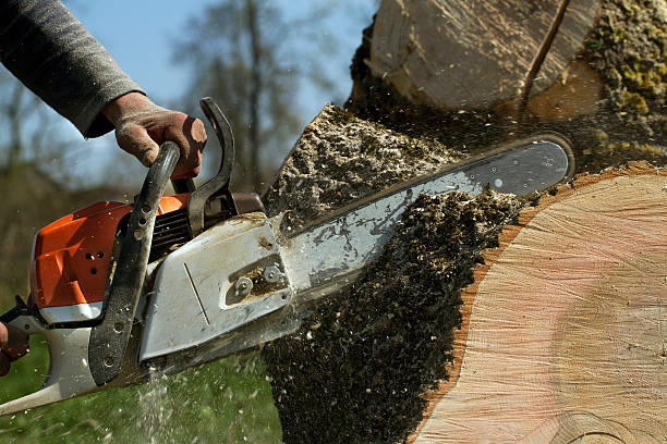 Trusted Colfax, WI  Tree Services Experts